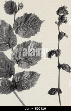 . Vergers à feuilles caduques en Californie hivers. La culture des fruits, des plantes. Fig. 17. À partir de la croissance des bourgeons filbert, Macrocarpa variété, à Berkeley, le 17 avril, 1936. Gauche : à partir de la tige d'un bourgeon sur un scion qui avait été refroidie deux mois à 32° F avant qu'il a été défini. Droite : juste la croissance des bourgeons exposés à partir de l'hiver au chaud. [32]. Veuillez noter que ces images sont extraites de la page numérisée des images qui peuvent avoir été retouchées numériquement pour plus de lisibilité - coloration et l'aspect de ces illustrations ne peut pas parfaitement ressembler à l'œuvre originale.. Chandler, William Henry, 1878-1970 ; Brown, S. Dillon , 191 Banque D'Images