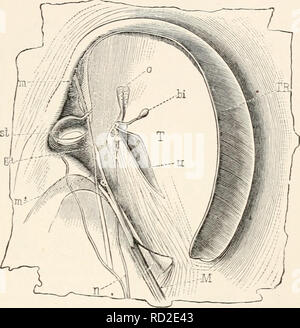 anatomie des cigales