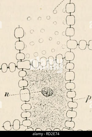 . Das botanische anleitung zum selbststudium praktikum, der botanik mikroskopischen für Anfänger und zugleich, geübtere mikroskopischen Ein Handbuch der Technik. Physiologie végétale ; botanique ; microscopie électronique. C. Pleochroisnuis. Resorvozellulose l'endosperme im von Ornithogalum. 193 der dunklen. Querlamellen mit Luft erfüllte, regelmäßig nebeneinander stehende, längliche Kannnern. Ihre Entstehung ist auf den Querlamellen Wasserverlust dans dunkleren zurückzuführen. Dans Kanadabalsam bleibt die Mehrzahl der T^uftkammern zunächst erhalten und sichtbar. Die mit Chlorzinkjodlösung gefärbten pflanzlichen Objekte ze Banque D'Images