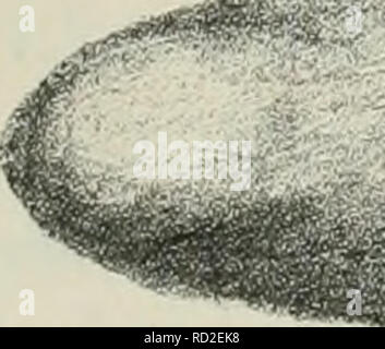 . Dansk ornithologisk forenings tidsskrift. Les oiseaux -- Périodiques ; Les oiseaux -- Danemark périodiques. . Veuillez noter que ces images sont extraites de la page numérisée des images qui peuvent avoir été retouchées numériquement pour plus de lisibilité - coloration et l'aspect de ces illustrations ne peut pas parfaitement ressembler à l'œuvre originale.. Dansk ornitologisk forening. [Kavn] : Den Forening Banque D'Images