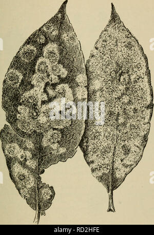 . Botanique élémentaire. La botanique. Les champignons Les champignons : SAC 137 301. Les asques et les ascospores.-tandis que nous à la recherche d'arc à quelques unes de ces à travers le microscope avec la faible puissance, nous devrions le faire. Fig. 164. Feuilles de saule blanc saule montrant. Les points noirs sont le fruit (périthèces) assis sur le mycélium blanc. Appuyez sur le couvercle en verre avec une aiguille jusqu'à ce que nous voyons un peu de la rupture des périthèces. Si cela est fait avec soin, nous allons voir plusieurs petits sacs ovées question, chacune contenant un certain nombre de spores, comme montré dans Fig. 166. Ce sac est un asque, et les spores sont des ascospores.. Veuillez noter que ces images sont Banque D'Images