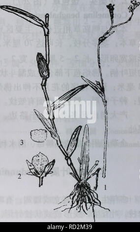 . Da zhi shan bie Wu Zhi. botanique. 200¤§å å"å±±æ¤¿ aeåçå½ ç©å¢ç3.£è£ï¼ç§å-ç²ç³aeaeçªå¦çº ã d'§ï¼åå 40ç'äºäºae ²Ãéae¤ ²Ãå ««§æ'ae'²Åç¾Ae ²ç «åäºç¦»- å å å° åºãaeå½ae»¦§ï¼åå18ç'äºä åè³è severnãƒ¿å'¨ãå¤§é å"å±±åºae2ç§ã åç§æ£ç'¢è¡¨ 1.æ°'çaeae²¼çèae¬ï¼è ï¼éåéèé åçäºå¶è±¡¯aeªå½¶ç" .¢ä'åè£ 1.æ ç°'¶¹Å«.1 éçèae M. triquetra¬ï¼è¡ ºÉ±ä'¶ççåé Åºï¼éåéè3¥è±å ¨è€Â™2.è£'è±æ°'ç"¹Å¶M. nudiflora 1. Æ ç°'¹Å¶ï¼å¾« Murdaimia triquetra268) (Mur. Bruckn ). Å¤å¹'çae ãèå Çaeae²¼çèae°'¬¤åaeï¼åºé¨åï¼èå¤¹ï¼é çae å 10¿³Ãå åç 30¶çº¿±ç¶ï¼é éå½¢æ"¿ ³Ï¼Å 27±åç®½67æ¯« ³Ï¼É¡¶±ç ç"¯æ'å° ï¼åºé¨¶¯éè¾¹ç¼aeç½è²aeae éç ãè . åçäºåaeå¯±ç"¶⇨ ï¼è çå± aeé 1.52.¿³Ï¼Èççº¿åç±5ç¶ï¼è¼çae éå½¿ ï¼é«¢æ 56 Banque D'Images