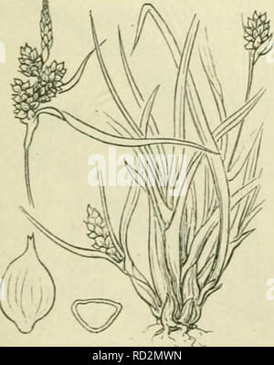 . De flora van Nederland. Les plantes. Carex flava /S. Oederi Fig. 831. 1) flava  = geel. - Ue)-flava  = echt flava. ')  = Oederi Oeder's.. Veuillez noter que ces images sont extraites de la page numérisée des images qui peuvent avoir été retouchées numériquement pour plus de lisibilité - coloration et l'aspect de ces illustrations ne peut pas parfaitement ressembler à l'œuvre originale.. Heukels, Hendrik, 1854-1936. Leiden : N. c. from librairie en drukkerij voorheen D. J. Brill Banque D'Images