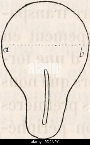 . De la formation du blastoderme dans l'uf d'oiseau. L'embryologie ; les oiseaux. . Veuillez noter que ces images sont extraites de la page numérisée des images qui peuvent avoir été retouchées numériquement pour plus de lisibilité - coloration et l'aspect de ces illustrations ne peut pas parfaitement ressembler à l'œuvre originale.. Duval, Mathias, 1844-1907. Paris : G. Masson, Éditeur Banque D'Images