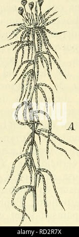. De flora van Nederland. Les plantes. 66 - DE NATUURLIJKE DANS PLANTENFORMATIES NEDERLAND. - De hoofdmassa van het hoogveen bestaat uit (veenmos Sphagnumsoorten) (fig. 99*). De van den eigenaardigheden dezer groei planten zullen biberenbad betriebs ag depuis le nagegaan worden. De rencontré bladen dicht bezette stengels dragen kale, naast entirely fuifde blad. Veuillez noter que ces images sont extraites de la page numérisée des images qui peuvent avoir été retouchées numériquement pour plus de lisibilité - coloration et l'aspect de ces illustrations ne peut pas parfaitement ressembler à l'œuvre originale.. Heukels, Hendrik, 1854-1936. Leiden : N. c. boe Banque D'Images