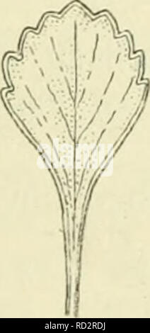 . De flora van Nederland. Les plantes. . Veuillez noter que ces images sont extraites de la page numérisée des images qui peuvent avoir été retouchées numériquement pour plus de lisibilité - coloration et l'aspect de ces illustrations ne peut pas parfaitement ressembler à l'œuvre originale.. Heukels, Hendrik, 1854-1936. Leiden : N. c. from librairie en drukkerij voorheen D. J. Brill Banque D'Images