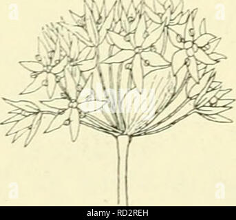 . De flora van Nederland. Les plantes. . Veuillez noter que ces images sont extraites de la page numérisée des images qui peuvent avoir été retouchées numériquement pour plus de lisibilité - coloration et l'aspect de ces illustrations ne peut pas parfaitement ressembler à l'œuvre originale.. Heukels, Hendrik, 1854-1936. Leiden : N. c. from librairie en drukkerij voorheen D. J. Brill Banque D'Images