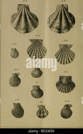 . Dbutsugaku zasshi. Zoologie Zoologie ;. LameUibranc}MOLLUSQUES JAPONAIS(isPL. W.).  ? ? ?(^^^ ? ? ? ?). Veuillez noter que ces images sont extraites de la page numérisée des images qui peuvent avoir été retouchées numériquement pour plus de lisibilité - coloration et l'aspect de ces illustrations ne peut pas parfaitement ressembler à l'œuvre originale.. Nihon Dbutsu Gakkai ; Tky Dbutsu Gakkai. Tky : Tky Dbutsu Gakkai Banque D'Images