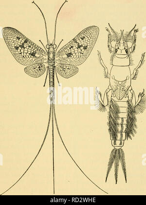 . Leçons élémentaires sur les insectes. Les insectes. EPHEMERIDA 61. Fig. 21.-l'éphémère (Ephemera simulans, nymphe et adulte (Dessin byIC.|H. Kennedy).. Veuillez noter que ces images sont extraites de la page numérisée des images qui peuvent avoir été retouchées numériquement pour plus de lisibilité - coloration et l'aspect de ces illustrations ne peut pas parfaitement ressembler à l'œuvre originale.. Needham, James G. (James George), 1868-1956. Springfield, Illinois , Baltimore, Maryland, C. C. Thomas Banque D'Images