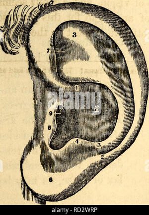 . Anatomie et physiologie élémentaires : pour les collèges, académies et d'autres écoles. Anatomie ; la physiologie. Et la physiologie. 389 LE SENS DE L'audience. Définitions et descriptions. 714 parties de l'oreille.-l'organe de l'audition est composé de trois parties distinctes : le pavillon ou de l'oreille externe, le tympan ou l'oreille moyenne, et le Labyrinthe ou l'oreille interne. 715. La Penne.-Le Pavillon, communément connu sous le nom de l'oreille, est une plaque cartilagineuse avec de nombreuses irrégularités à sa surface, et d'avoir sur lui un peu de fibres musculaires, qui Tig. 357. Fig. 358.. Une vue de l'oreille gauche dans son &AMP ; d. 1, 2, le Banque D'Images