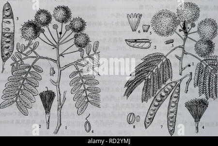 . Da zhi shan bie Wu Zhi. botanique. 570¤§å å"å±±æ ç å¿¤©kroměříž808 å±±åae¬¬ åae ¢ ¢ kroměříž8091.è±aeï¼2.è±3 ..aeï¼§å4.ç- 1 -3.è±aeãå¶ãèä°å'æ®µï¼ Ãè¼ï¼4-6.è±7ã 8.aeãç§å- 2.åae¬¤åae Ï¼å¾¢å809) Albizia julibrissin Durazz. È½å¶ä¹ae¨ï¼é¯è¾¾"å ç¶³Ãäºåç¾½Ç16±å å¶ï¼ç¾½ç¤4  12å¯¹Ï¼Å°å¶¯¹Ï¼É 1030Å°ç é¿¶åå½¢ä . ä¾§aeåaeï¼é¤»¿¯ 612æ"ç±³Ï¼Å®½14æ±³Ï¼Å¯"ç ç"¯aeå°Å°å¤¯ï¼ä Ï¼aeç¼ae''-èç"§é ä'è¾¹ç¼ãå¤¶ è ç'åºäºaeç¯aeaeåé"±¥è±åºï¼è È¼ç¡®±ç¶¿ï¼é¯ 3æ"ç±³ï¼ aeµ Ï¼ç5è£»¿è²ï¼è ç²çº È²ï¼è±å¢¿åaeç-ç¶¦çº¿. é 8æ¯« ³Ï¼Ä±ç'é 5è£ï¼è¨£çä'è§¿ï¼é å½¢1.5Ae¯« è¼ãè ³ï¼è ç±±± å å¤åè ¢"ç-¯ï¼éèå¤aeae æ°ï¼è± ä'é¿2. ³Ï¼åºé¨5åç±¨ç²çº Aeåï¼ä'é¢è²ï¼èaeå»¶ï¼é¦¿ç 9  15åç±³Ï¼Å®½1.52.5åç±³Ï¼Å¹¼Ae Banque D'Images
