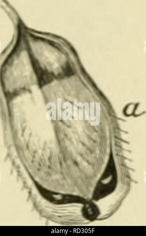 . De flora van Nederland. Les plantes. FAMILIE 80. - Santalacées. - 691. Veuillez noter que ces images sont extraites de la page numérisée des images qui peuvent avoir été retouchées numériquement pour plus de lisibilité - coloration et l'aspect de ces illustrations ne peut pas parfaitement ressembler à l'œuvre originale.. Heukels, Hendrik, 1854-1936. Leiden : N. c. from librairie en drukkerij voorheen D. J. Brill Banque D'Images