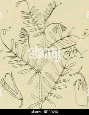 . De flora van Nederland. Les plantes. FAMILIE 78. - PAPILIONACEAE. - 675, s'est réuni 5 hairless bijna, iancet priemvormige gelijke-behaarde ventre, mourir la moitié de la SLA lang zoo buis zijn. De vlag hairless est en twee maal zoo lang de la SLA zwaarden. De peul est bijna rechtopstaand samenRcdrukt lijnvormi^,,-langwerpiR, hairless meest, 6-8-zadiR rijpheid bruinachtig, bij. De zaden zijn rond, j,Mad, roodbruin. De 2 à 5 dM. Mei, Juni. Voorkomen en Europa fr dans Nederland. Usine de komt dans bouwland, heggen en kreupel- hout in Zuid-Oost-Europa voor bij ons est en alleen bij de Deventer, aangevoerd gevonden. 24. Objectif") TNI. L Banque D'Images