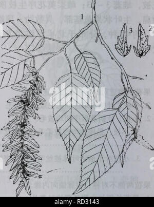 . Da zhi shan bie Wu Zhi. botanique. 296¤§å å"å±±æ¤ç©å¿ 1 ³Aeºªè¾¹Ãaeå aeçä 250±ç'Ä'-ã. ååéae åae¹åéae la.¦¦§ï¼åç Carpiuus . cordata Bl. var. chinensis Franch. Æ¬§åç ä'§åç ä'"è¦¨äºå åºå"å° aeåaeåºè½¯å'è¢"aeae¯¶aeaeä å¹'¯¶aeå ï¼å æ¯⇨¯ï¼aeä ¢"aeae'é¢å¹ æ§½å è¢"æ¯ã äº§éå±±± ãae½å ãéå¯¨åèåä Ä½å±'ãçäºaeµ±±·æ480 lb.æ¯¶åéae¦ï¼åç å .§Carpiuns cordata Bl. var. mollis ( Rehd.) Cheng Chen ex æ¬§åç ä'§åç ä'"è¦åºå äºå¶¨"å ä'é¢å¶èè ¢"ä æ¯ï¼ç½èå¯' è¢¯ï¼å¶"aeae aeå¯⇨¯ï¼aeaeä ¢"aeae'æ¯ã äº§¯¨aeµ éå·æ500  600ç±³Ã 2. É·å ¬é¹ È³ae¤§ç å¥é¹ è³ae Ï¼å¾¥©405) Carpinus viminea mur. Ä¹ae è¾¾¨ï¼é« ³Ï¼Ae20ç±ç®ç°è¤è²ï¼å æ"ä'è£aeaeµ Ï¼å£è°aeae¤¤è²ae¯⇨¶ãå ae ae-åå½ ãåµå½¤ aeç'¢©åå½¢é¿510å . Banque D'Images