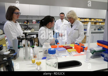 La duchesse de Cornouailles, connue sous le nom de duchesse de Rothesay, discute avec Alison Richmond et Jessica McClure aux côtés du professeur Cosimo de Bari, tout en visitant un laboratoire de recherche au Centre pour l'arthrite et l'appareil locomoteur lors d'une visite à l'École de médecine, de sciences médicales et de nutrition de l'Université d'Aberdeen. Banque D'Images