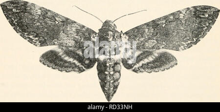 . Entomologie élémentaire. Les insectes. FIG. 331. Sphinx typique (Deilephila lincata Pholns Fab. ci-dessus et ci-dessous) achemon (après en ligne). FIG. 332. Le tabac du sud-worm moth. (Grandeur Nature) (Après Britton) 210. Veuillez noter que ces images sont extraites de la page numérisée des images qui peuvent avoir été retouchées numériquement pour plus de lisibilité - coloration et l'aspect de ces illustrations ne peut pas parfaitement ressembler à l'œuvre originale.. Sanderson, Dwight, 1878-1944 ; Jackson, C. F. (Cicéron Floyd), b. 1882. Boston, New York [etc. ] Ginn et compagnie Banque D'Images