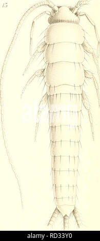 . Das System der lepismatiden. Thysanura Lepismatidae ;. . Veuillez noter que ces images sont extraites de la page numérisée des images qui peuvent avoir été retouchées numériquement pour plus de lisibilité - coloration et l'aspect de ces illustrations ne peut pas parfaitement ressembler à l'œuvre originale.. Escherich, Karl, 1871-. Stuttgart ; E. Nägele Banque D'Images