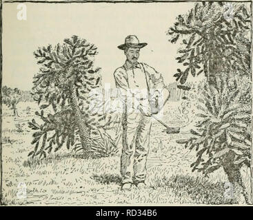 . Cyclopedia de cultures agricoles : une étude des cultures populaires et des méthodes de récolte aux États-Unis et au Canada. Agriculture -- Canada, Agriculture -- United States ; produits de la ferme -- Canada ; produits de la ferme -- United States. Le Manioc 227 CACTUS prickly pear-brûleur, comme il est appelé, les épines ont été brûlés à partir d'un certain nombre d'espèces de cactus commun à l'Ouest. Le Arizona Experiment Station tecited plusieurs espèces de cette façon. (Fig. 322.) à l'expérience précédente, il avait été. Fig. 322. Flambage le {cholla Opuntia fulgida) avec un brûleur de figue de Barbarie. remarqué que le stock a été la navigation^ sur Banque D'Images