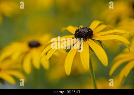 Fleur jaune coneflower Echinacea close up Banque D'Images