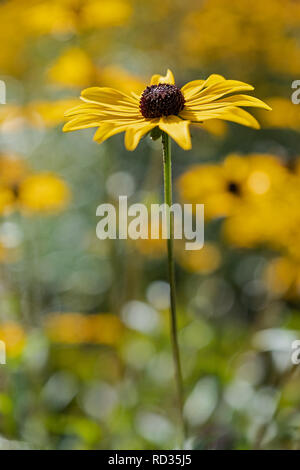 Fleur jaune d'échinacée l'échinacée Banque D'Images