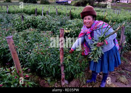 Harvest Astromelias lys - communauté paysanne dans Humacchuco - Parc National Huascaran. Département d'Ancash au Pérou. Banque D'Images