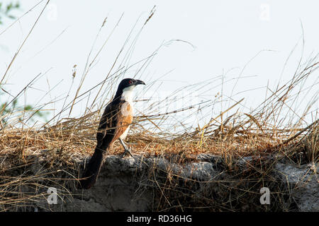 À queue cuivrée (Centropus cupreicaudus coucal) par le fleuve Zambèze. Banque D'Images