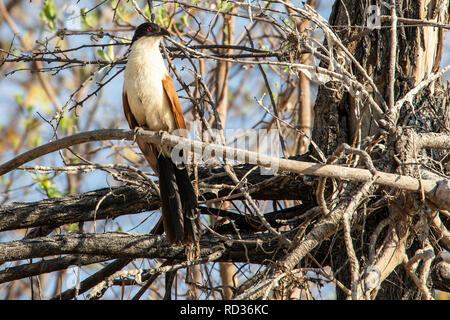 À queue cuivrée (Centropus cupreicaudus coucal) par le fleuve Zambèze. Banque D'Images