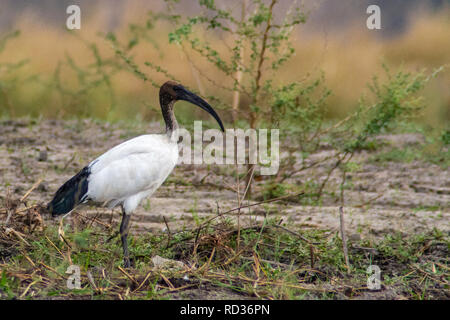 Ibis sacré (Threskiornis africains aethiopicus) sur les rives du Zambèze. Banque D'Images