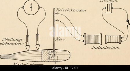 . Elektrophysiologie menschlicher Muskeln. L'électrophysiologie. Abb. 2. Eiues doppelphasisclien Aktionsstromes Kurve (ausgezogen), entstanden durch Superposition zweier &Lt ;'inphasischen gestrichelte¶StrÃ moi (Kurven). Die beiden M ixima einphasischen Strome hauen der kleineren Abstand als die des resultierenden Doppelphasischen. (Nach Hermann.) daÃ nervÃ beide zwischen dem Ãquator¶sen und einem Muskel- ende, nicht die anliegen. eine diesseits, Die andere jenseits vom nervÃ Ãquator¶sen. ErhÃ¤lt homme doppelphasische¶StrÃ aber, moi aussi eineKontraktionswelle daÃ beweist meurt,der en rtfiar Lefcr^Cal/ Banque D'Images