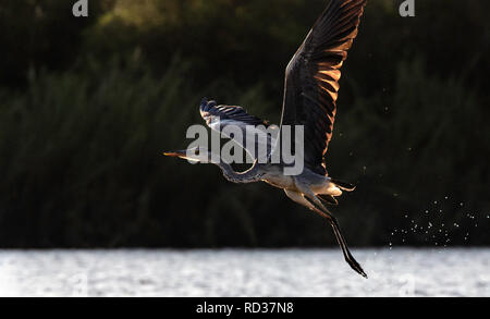 Un héron cendré (Ardea cinerea), décollant de les eaux peu profondes de la rivière Zambezi avec la lumière pénétrant par son aile. Banque D'Images