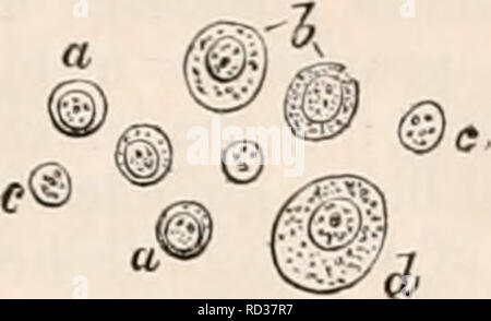 . La cyclopaedia d'anatomie et physiologie. Anatomie ; physiologie ; Zoologie. La rate. 781 avec les cellules de la rate ; l'apparence caractéristique des vésicules de qui sont leur fig. 530.. Les cellules de parenchyme de la sple.fr de l'Ox, grossie 350 diamètres. a, des cellules plus petites ; b, les cellules de taille moyenne ; c, free nu- ; d, plus grande clei cellules. rondeur, leur taille - de 3 à 5-1000e de ligne - leur pâleur, et l'obscurité de leur noyau (Jig. 530. b). D'autre part, les petites et les grandes globules rouges se produisent également dans la rate-pâte, qui ne sont jamais rencontré dans les corpuscules de Malpighi. L'ancien SMA sont Banque D'Images