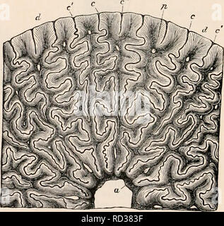 . La cyclopaedia d'anatomie et physiologie. Anatomie ; physiologie ; Zoologie. Dent d'un Labyrinthodon, grandeur nature.", pénétrer dans une très courte distance dans la dentine, et ressemblent, dans leur mesure et Fig. 552.. La section transversale de la dent de Labyrinthodon. (Agrandie.') la simplicité, la convergence des plis de ciment dans les crocs de la dent de l'Ichthyosnurus. La disposition de la dentine est encore plus compliquée que celle du ciment. Elle est composée d'une tige mince, central, colonne conique, fouillé par une pâte-cavité conique pour une cer-. Veuillez noter que ces images sont extraites Banque D'Images