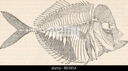 . La cyclopaedia d'anatomie et physiologie. Anatomie ; physiologie ; Zoologie. Le poissons. Fig. 495. 96S. 'Ssquelette de Lampris guttata, montrant les os interspinaux, facilement reconnaissables à leur teinte sombre. sont remplies dans acanthopterygious avec poissons, et ramifiés ou rayons mous, comme celles que l'on retrouve dans l'Malacopterygii. Ils sont tous divisés par un raphé longitudinal ou latéral, suture en deux moitiés, afin que chacun semble être formé de deux rayons, siamois-une circonstance qui constitue un argument supplémentaire contre ces parties du squelette étant les démembrements des vertèbres. Les rayons de la nageoire caudale fi Banque D'Images