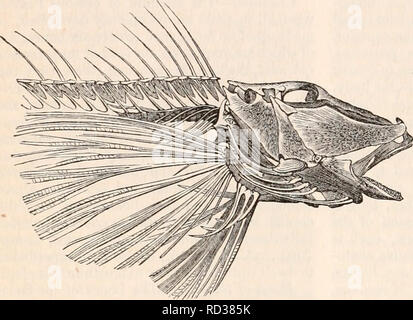 . La cyclopaedia d'anatomie et physiologie. Anatomie ; physiologie ; Zoologie. 960 poissons. les muscles et d'autres parties de cette région de la tête. Le Triglffi ou Gurnards offrent les meilleurs exemples de l'ex- " disque-cheeked Acanthopterygii,'' qui doivent leur nom à la suite d'organiser des morceaux osseux mentionnés ci-dessus. La première suborbitals sont d'une taille énorme, couvrant tout le visage, l'articulation à l'avant avec les os du museau, et en arrière avec le preoperculum et deux plus petits suborbitals placé Fig. 492.. Squelette d'Trigla tyra, montrant les os du visage d'un Banque D'Images