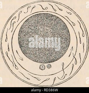 . La cyclopaedia d'anatomie et physiologie. Anatomie ; physiologie ; Zoologie. 610 l'utérus et ses appendices. Celles-ci et la zone pellucide, qui en- terspace est rempli par un liquide transparent, a été remarqué dans de nombreux mammifères, comme le cobaye, le lapin, le &amp;c. riff. 412.. L'ovule un peu plus avancés dans le tube. (Après Bischoff.) La surface est parfaitement lisse. Les spermatozoïdes ont pénétré la zone pellucide. La Respira- toire Chambre est formée entre celles-ci et la yelk. La rotation de l'yelk a commencé, comme indiqué par les flèches. Le corps granulaires ap- préparatoire à la poire Banque D'Images