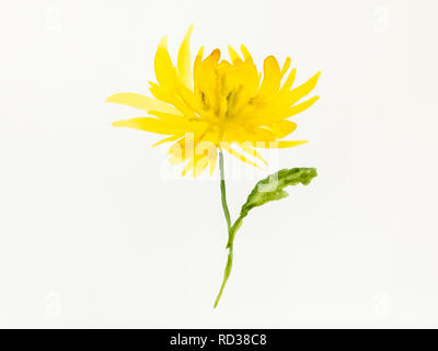 La formation en dessin sumi-e (suibokuga) with style - fleur de chrysanthème jaune est dessiné à la main sur papier crème Banque D'Images