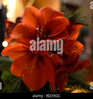 Close-up image à partir d'un bouquet d'Amaryllis rouge (Amaryllidaceae), genre Saint Joseph, lilies (Hippeastrum) Banque D'Images