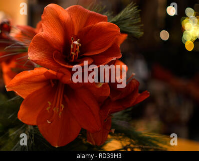 Close-up image à partir d'un bouquet d'Amaryllis rouge (Amaryllidaceae), genre Saint Joseph, lilies (Hippeastrum) Banque D'Images