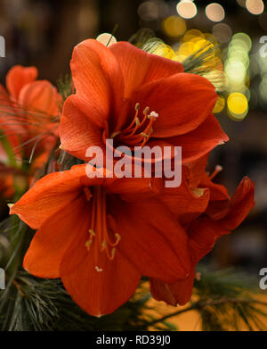 Close-up image à partir d'un bouquet d'Amaryllis rouge (Amaryllidaceae), genre Saint Joseph, lilies (Hippeastrum) Banque D'Images