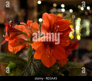 Close-up image à partir d'un bouquet d'Amaryllis rouge (Amaryllidaceae), genre Saint Joseph, lilies (Hippeastrum) Banque D'Images
