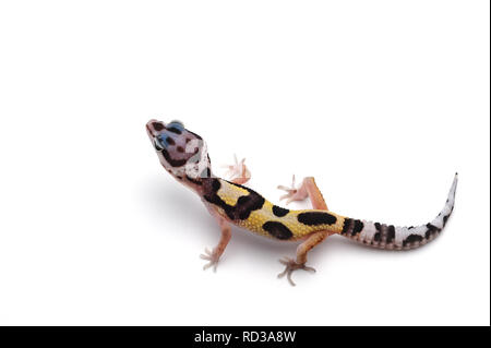 Gecko léopard isolé sur fond blanc Banque D'Images