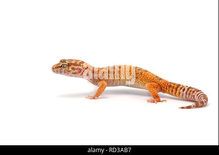 Gecko léopard isolé sur fond blanc Banque D'Images