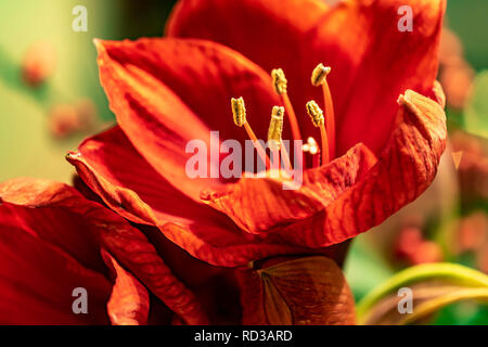 Close-up image à partir de la red de pistils Amaryllis (Amaryllidaceae), genre Saint Joseph, lilies (Hippeastrum). Banque D'Images