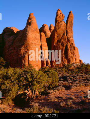 USA, Utah, Arches National Park, lumière du soir sur des ailerons de Entrada Sandstone ; près de Devils Garden. Banque D'Images