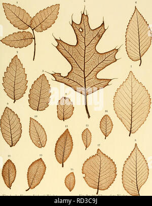 . Denkschriften der Kaiserlichen Akademie der Wissenschaften / Mathematisch-Naturwissenschaftliche Classe. Les mathématiques ; sciences. C. C. Ettingshausen. BlaMelete Apetalen die der. Taf. XII.. Fig. 1-3. Plcoiera liickardi Nichx. Fig. 4. Planera aquatica RSP. Fig. 5. Quercus tinctoria Willd. Fi"-. G-8. Ülmus Miclix americana. Fig. 9 LI. 10. L'Ulmus alata Mielix. Fig. 11-13. Ülmusparvifolia iiLCi^ :. Fig. 14-16. Llnuis japonica H. B. S. Fig. 17. L'Ulmus montana H. B. C. Denkschriften ik'i'. iiiatliem-naturw. Cl. XV. Bd. Est.J8. yatursetlätdruek aus iltr k. k. ll&Lt ;^Stoatadruekerei- und f.. S'il vous plaît pas Banque D'Images