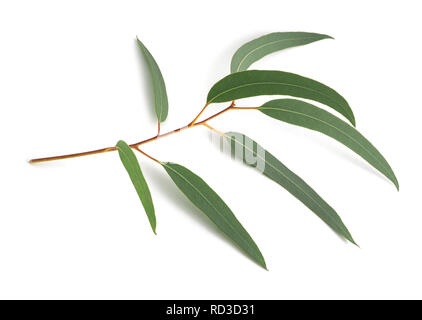 Branche d'Eucalyptus isolé sur fond blanc Banque D'Images