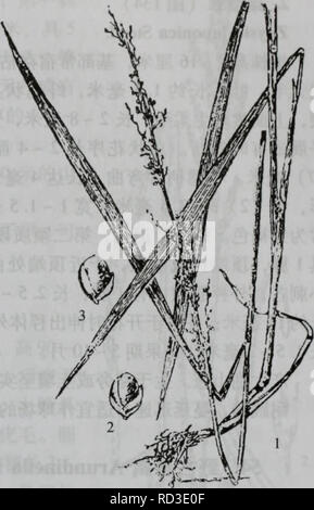 . Da zhi shan bie Wu Zhi. botanique. ¤å æ ·åè'¨èç-ï¼ae Èï¼é³è¿2é¢"3;éè3ãé aeååµå½ Ï¼aeå®'¢å-¿¨åè çé±æ±ï¼aeçae¶é²åºae¤ã ·å ä"§ï¼ç¹äº§1ç ä'äºãå¤§Å"å±±äº¦aeã ae¾å Èï¼å¾-132) Phaenosperma globosa Munro å¤çèae¬ãç å¹'§åçaeä Çï¼å'æ"æ æ¯ï¼ç ç'¡¬åç .« ï¼é« 100  150¶³Ãå åç±éå æ"ï¼éå äºèé-ç''å'¶¨¡ ç èè"¬ï¼é¿0,6 1åç±³Ï¼Ä¤ä¾»§ä'å"¶ºÅ¶éçè¾¹ç¼ã ä'å¶¿« éå½ çé æ'ï¼åºé¨çªç¿ï¼é-1040åç±³Ï¼Å®½13 åç ï¼å ³Ï¼Ç²Ç³Aeå¹³Ae«'±'è¡¨éåè½¬èä½¡¨¿è é¢åä'å ç°ç" è²ï¼èé¿«åae åä'·±ç»¿è²ãåé åºé¿±è¥40è¾¾ ³ï¼ åaeå¨±åç ä'é è¨¤è½ çï¼é å®¿è¾¾ ³Ï¼Å¹¼Ae¶12åç±aeåä aeçae¶aeå¼å .'±ãå¿é©ç°3,5 4æ¯« ³Ãç¬¬ç± ä'é¢é¿çº¦¯« 2æ ç±³Ï¼Ae Èï¼ä¤ä¾3"§èçç Ï¼ï¼ç¬¬äºé-¢é¿çº¦¯"ç æ 3,5±³Ï¼Ae Èï¼å¤3æ ·ae3 5èï¼é Banque D'Images