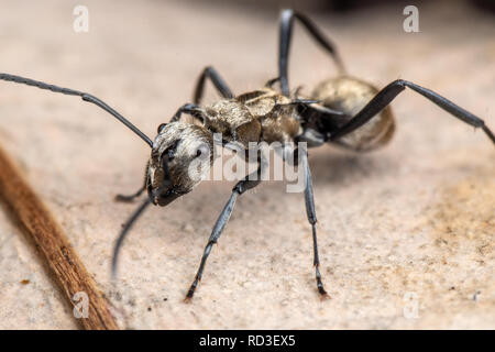 Polyrachis sp. ant d'or qui se nourrissent de feuilles mortes dans la forêt tropicale du Queensland tropical, en Australie Banque D'Images