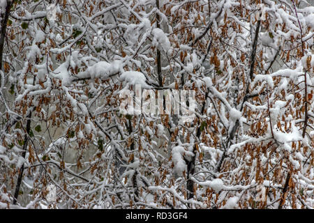 Les branches d'arbres couverts de givre et de neige Banque D'Images