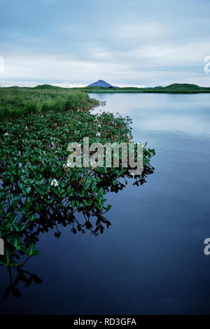 Le lac Myvatn un lac eutrophe peu profond et Vindbelgjarfjall situé dans une zone de volcanisme actif dans le nord de l'Islande, Banque D'Images